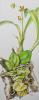 Prosthechea boothiana (lindl.) W. E. Higgins var. erythronioides (Small) W. E. Higgins ( Silver Dollar Orchid)