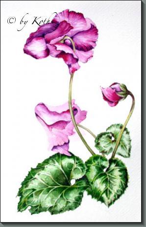 Cyclamen