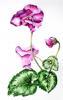 Cyclamen