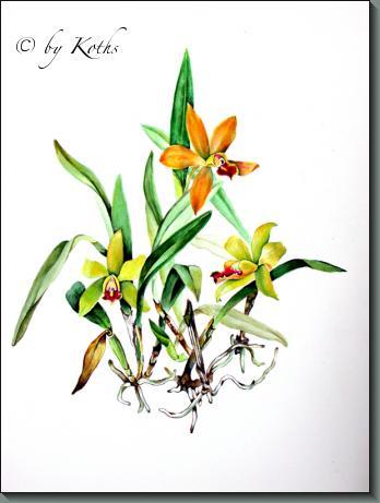 Sophrocattleya June Bug