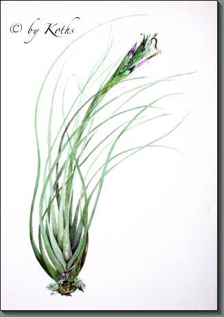Tillandsia Juncea