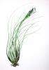 Tillandsia Juncea