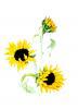 Helianthus Annus (Sunflower)