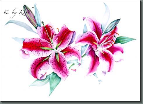 Lilium Sp Stargazer / Stargazer lily