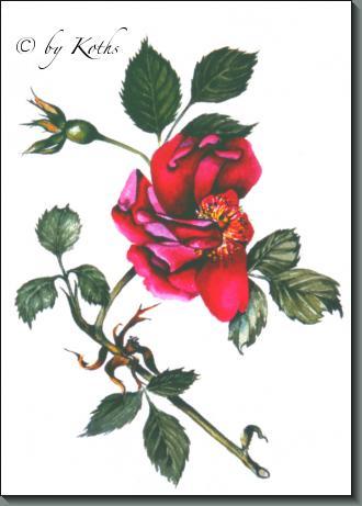 Rosa Gallica Officinalis (Apothecary's Rose)