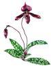 Paphiopedilum