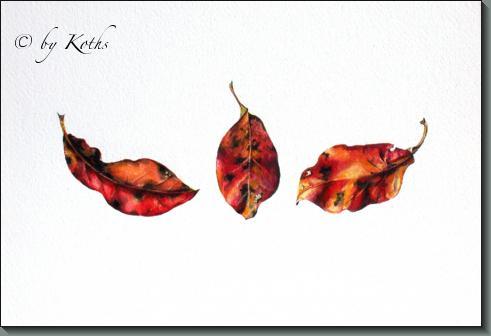 Nyssa sylvatica   'Red rage'