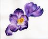 Crocus