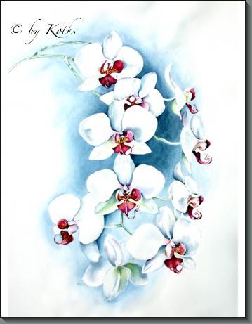 Phaleanopsis Taisuco Kochdian X Yukimi ( moth orchid)