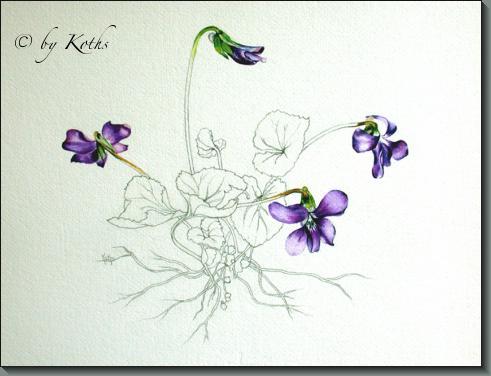 Violets