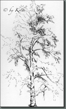 birch tree