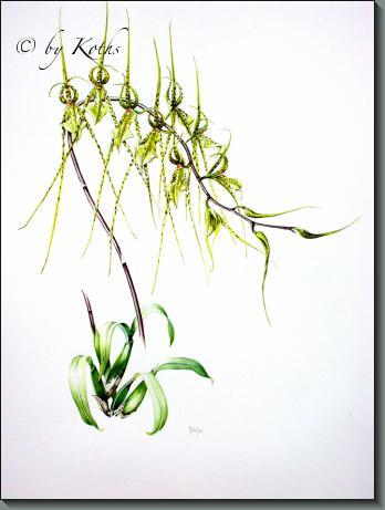 Brassia Datacosa 'Coos Bay' AM/AOS