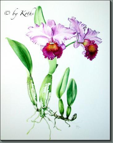 Lc. Bonanza Queen 'Panamint' AM/AOS