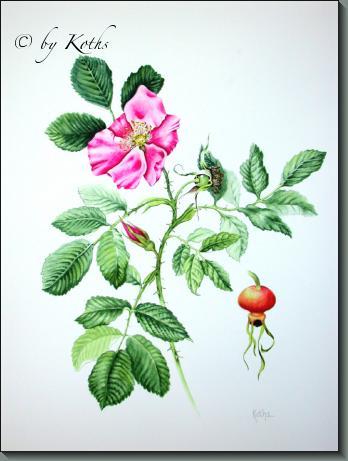 Rosa rugosa