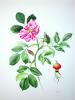 Rosa rugosa