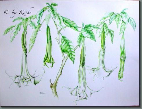 Brugmansia/Angel's Trumpet