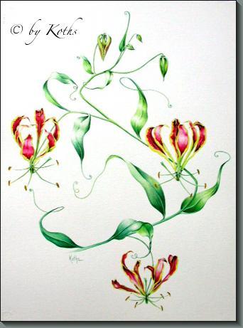 Gloriosa Lily / Flame lily