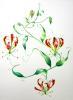 Gloriosa Lily / Flame lily