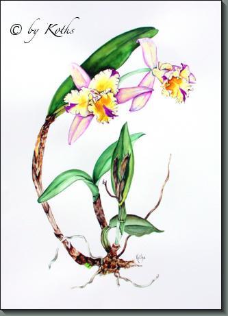 Blc. Momilani Rainbow orchid