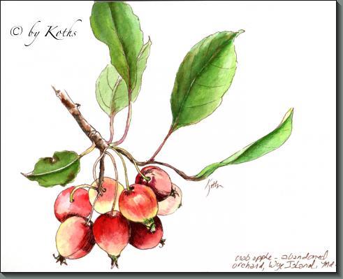 Crab apple