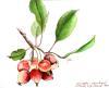 Crab apple